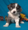 (Mini)AussieDoodle Male Blue Merle White Puppy For Sale Kissables Berlin Ohio