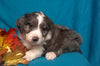 (Mini)AussieDoodle Male Blue Merle White Puppy For Sale Kissables Berlin Ohio