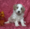 (Mini) AussieDoodle Female Puppy For Sale Blossom Berlin Ohio