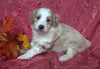 (Mini) AussieDoodle Female Puppy For Sale Blossom Berlin Ohio