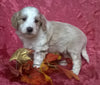 (Mini) AussieDoodle Female Puppy For Sale Blossom Berlin Ohio
