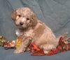 (Mini) AussieDoodle Male Puppy For Sale Apricot Berlin Ohio