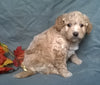 (Mini) AussieDoodle Male Puppy For Sale Apricot Berlin Ohio