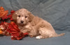 (Mini) AussieDoodle Male Puppy For Sale Apricot Berlin Ohio