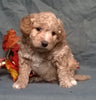(Mini) AussieDoodle Male Puppy For Sale Apricot Berlin Ohio