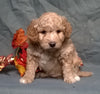 (Mini) AussieDoodle Male Puppy For Sale Apricot Berlin Ohio