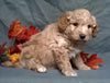 (Mini) AussieDoodle Male Puppy For Sale Apricot Berlin Ohio