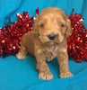 Candy Cane Female Cockapoo Puppy For Sale Millersburg Ohio