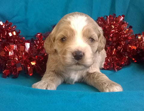 Snowflake  Female Cockapoo Puppy For Sale Millersburg Ohio