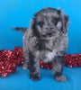 (Mini) AussieDoodle Female Blue Merle White Puppy For Sale  Petunia Berlin Ohio