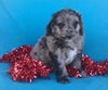 (Mini) AussieDoodle Female Blue Merle White Puppy For Sale  Petunia Berlin Ohio