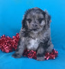 (Mini) AussieDoodle Female Blue Merle White Puppy For Sale  Petunia Berlin Ohio