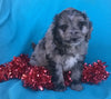 (Mini) AussieDoodle Female Blue Merle White Puppy For Sale  Petunia Berlin Ohio