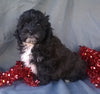 Cockapoo Puppy For Sale Berlin Ohio Male Hershey Kiss
