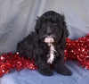 Cockapoo Puppy For Sale Berlin Ohio Male Manny Male