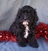 Cockapoo Puppy For Sale Berlin Ohio Male Manny Male