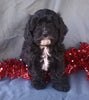 Cockapoo Puppy For Sale Berlin Ohio Male Manny Male