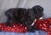 Cockapoo Puppy For Sale Berlin Ohio Male Manny Male