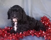 Cockapoo Puppy For Sale Berlin Ohio Male Manny Male
