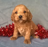 Angel  Female Cockapoo Puppy For Sale Millersburg Ohio