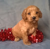 Angel  Female Cockapoo Puppy For Sale Millersburg Ohio