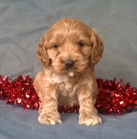 Little Star Female Cockapoo Puppy For Sale Millersburg Ohio