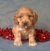 Little Star Female Cockapoo Puppy For Sale Millersburg Ohio