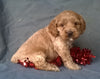 Little Star Female Cockapoo Puppy For Sale Millersburg Ohio