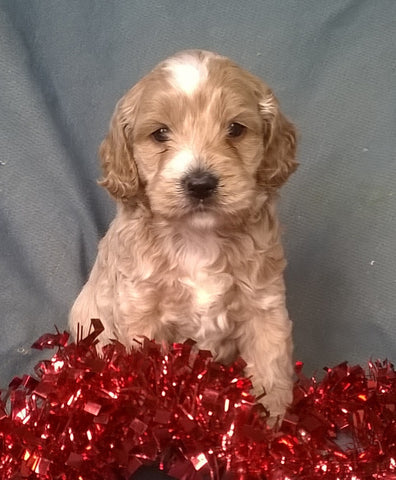Santa Male Cockapoo Puppy For Sale Millersburg Ohio