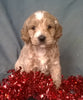 Santa Male Cockapoo Puppy For Sale Millersburg Ohio