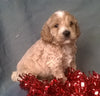 Santa Male Cockapoo Puppy For Sale Millersburg Ohio