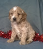 Santa Male Cockapoo Puppy For Sale Millersburg Ohio