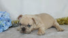 AKC Registered French Bulldog For Sale Wooster, OH Male- Waldo