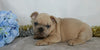 AKC Registered French Bulldog For Sale Wooster, OH Male- Waldo