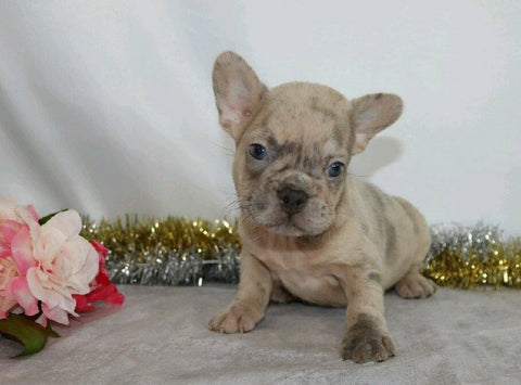 AKC Registered French Bulldog For Sale Wooster, OH Female- Waneta