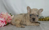 AKC Registered French Bulldog For Sale Wooster, OH Female- Waneta