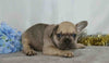 AKC Registered French Bulldog For Sale Wooster, OH Male- Webster