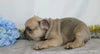AKC Registered French Bulldog For Sale Wooster, OH Male- Webster