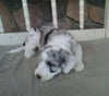 Mini Sheepadoodle For Sale Holmesville, OH Female- Willow