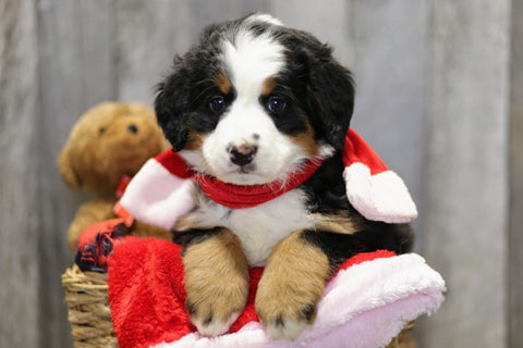 AKC Registered Bernese Mountain Dog For Sale Brinkhaven, OH Female- Willow