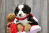 AKC Registered Bernese Mountain Dog For Sale Brinkhaven, OH Female- Willow