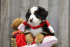 AKC Registered Bernese Mountain Dog For Sale Brinkhaven, OH Female- Willow