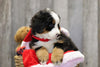 AKC Registered Bernese Mountain Dog For Sale Brinkhaven, OH Female- Willow