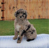 Mini Aussiedoodle For Sale Holmesville, OH Male- Winston