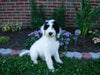 Sheepadoodle (Standard) For Sale Baltic, OH Male- Winston