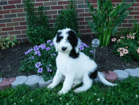 Sheepadoodle (Standard) For Sale Baltic, OH Male- Winston