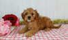 Cavapoo For Sale Wooster, OH Female- Xalina