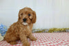 Cavapoo For Sale Wooster, OH Male- Xerxes