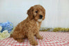 Cavapoo For Sale Wooster, OH Male- Xerxes