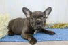 AKC Registered French Bulldog For Sale Wooster, OH Male- Yadon